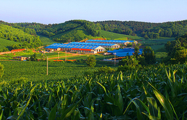 沈陽點(diǎn)點(diǎn)利蔬菜配送中心