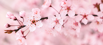 共享幾個(gè)政變來(lái)快速提高主頁(yè)的高端視覺(jué)感觸