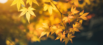 怎樣提高網站權重