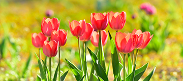 專業網站建設公司能夠給企業帶來哪些幫助