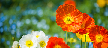 教育行業網站制作需求有哪些功用？