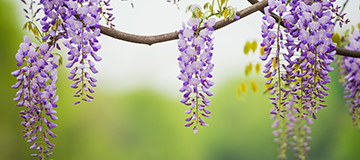 網站翻開速度能夠從哪些方面進行優化提升