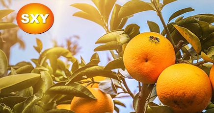 大熊科技成功與神硒源農(nóng)業(yè)科技合作