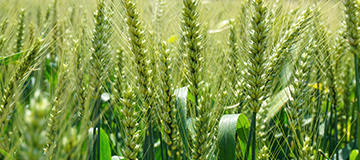 什么是網站源代碼？