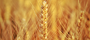 做網站規劃中查找框的幾種規劃方法