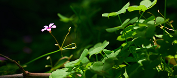 網站打開速度慢的原因是什么