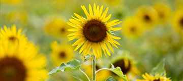 網(wǎng)站設計發(fā)展趨勢 不能在一成不變的使用老套路