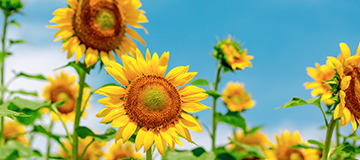 網站建造中之怎樣定位你的網站