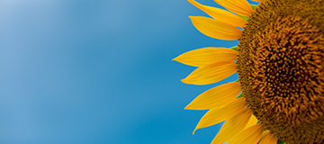 沈陽企業網站建設中設計怎么才能有一定的藝術創意