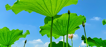 企業(yè)網(wǎng)站建造有哪些類型