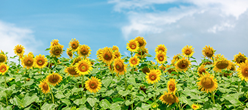 沈陽網站建設企業怎么讓網站獨具一格