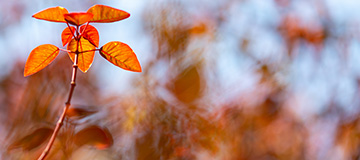 大熊科技網(wǎng)站建設(shè)談一談與客戶溝通交流中的一些難題