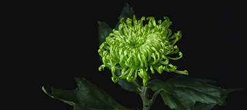 沈陽網站建設提醒您不利于網站優化的幾種常見做法