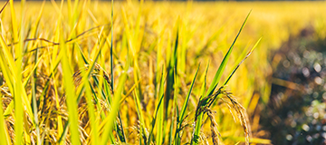 沈陽網頁設計中的主色調要怎么選好？