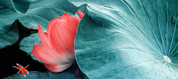 沈陽網站建設總結新媒體營銷最常用的八種方式