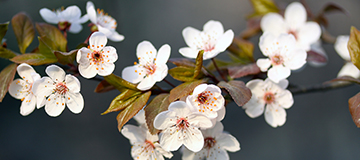 沈陽網站制作中展示網站建設費用包含有哪些內容？