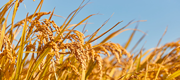 PC端網站建設與移動端網站建設的區(qū)別