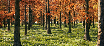 移動端網站對于未來的發展